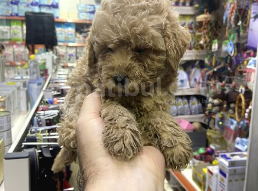 Maltipoo Oyuncu Sevimli Yavrular